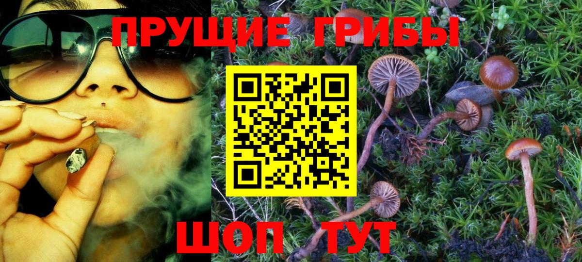 как найти   Галлюциногенные грибы Cubensis  Вход с VPN  Павлово  Псилоцибиновые грибы мухоморы 